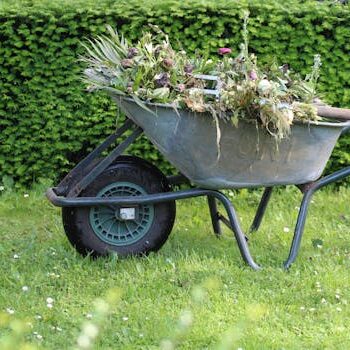Old wheelbarrow filled with garden waste and weeds in a lush green backyard.